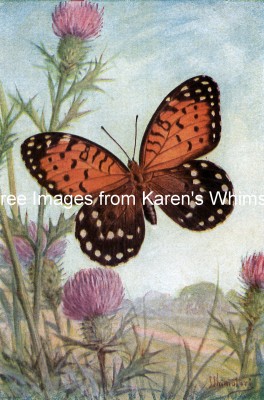 Types of Butterflies 6 - Regal Fritillary