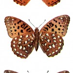 Kinds of Butterflies 2 - Two Fritillaries