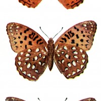 Kinds of Butterflies
