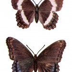 Kinds of Butterflies 4 - Two Purple Butterflies
