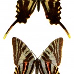 Kinds of Butterflies 5 - Zebra Swallowtails