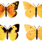 Kinds of Butterflies 6 - Yellow Butterflies