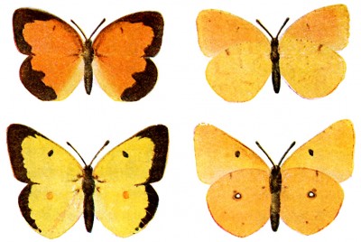 Kinds of Butterflies 1 - Two Male Butterflies