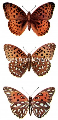 Kinds of Butterflies 2 - Two Fritillaries