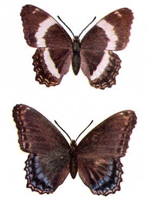 Kinds of Butterflies 4 - Two Purple Butterflies