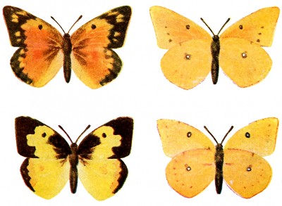 Kinds of Butterflies 6 - Yellow Butterflies