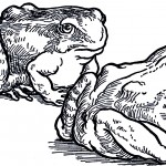 Frog Cartoons 6 - Two Big Bullfrogs