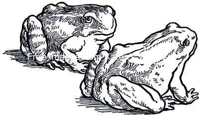 Frog Cartoons 6 - Two Big Bullfrogs