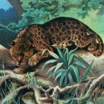 Animal Clipart 1 - Spotted Jaguar
