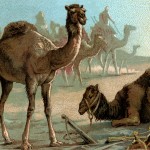 Animal Clipart 2 - Single-Humped Camels