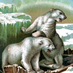 Animal Clipart 4 - Polar Bears