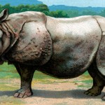 Animal Clipart 5 - Rhinoceros
