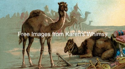 Animal Clipart 2 - Single-Humped Camels