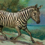 Animal Clip Art 1 - Running Zebra