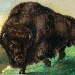 Animal Clip Art 2 - Large Brown Bison
