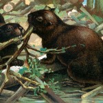 Animal Clip Art 3 - Three Beavers