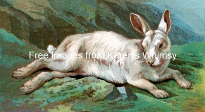 Animal Clip Art 4 - White Alpine Hare