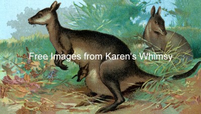 Animal Clip Art 6 - Kangaroo Family
