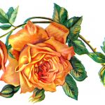 Valentine Roses 2 - Apricot Roses