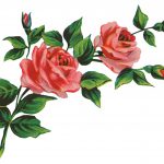 Valentine Roses 6 - Spray of Pink