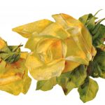 Valentine Roses 7 - Yellow Roses