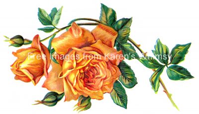 Valentine Roses 2 - Apricot Roses