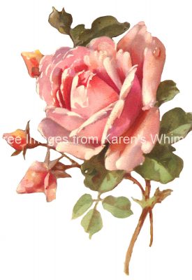 Valentine Roses 3 - Pink Rose and Buds