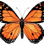 Monarch Butterflies 1 - Color Drawing of Monarch