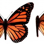 Monarch Butterflies 4 - Photo of a Monarch