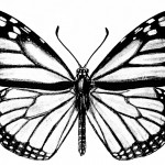Monarch Butterflies 5 - Drawing of Monarch