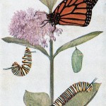 Monarch Butterflies 8 - Views of the Monarch