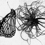 Monarch Butterflies 9 - Monarch on Clematis