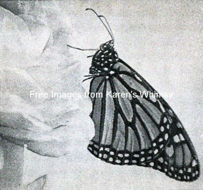 Monarch Butterflies 10 - Monarch Resting