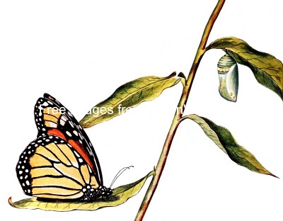 Monarch Butterflies 3 - Butterfly and Chrysalis