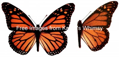 Monarch Butterflies 4 - Photo of a Monarch