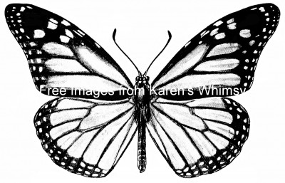 Monarch Butterflies 5 - Drawing of Monarch