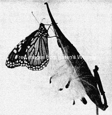 Monarch Butterflies 7 - Monarch on Milkweed