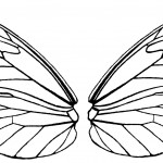 Butterfly Wings 6 - Hubner Butterfly Wings