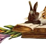 Bunny Pictures 4 - Bunnies on Books