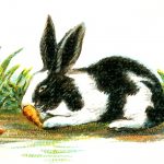 Bunny Rabbits 5 - Bunny Nibbles Carrot