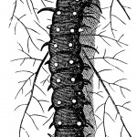 Caterpillars 2 - Swallow Tail