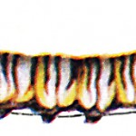 Caterpillars 5 - Little Wood Satyr