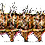 Caterpillars 8 - Pyrameis Atalanta