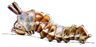 Caterpillars 10 - Basilarchia Disippus