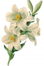 Easter Lilies 4
