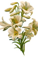 Easter Lilies 7