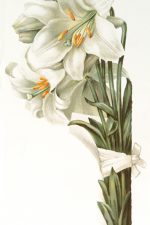 Easter Lillies 1