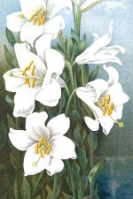 Easter Lillies 3