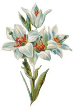 Easter Lillies 6