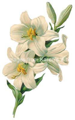 Easter Lilies 4